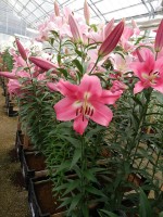 [5164 Labrador No02.JPG]